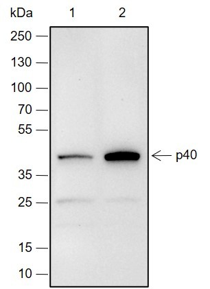 Recombinant p40 Monoclonal Antibody (AN301961L)