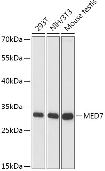 MED7 Polyclonal Antibody (E-AB-66685)