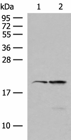 RNF5 Polyclonal Antibody (E-AB-52704)