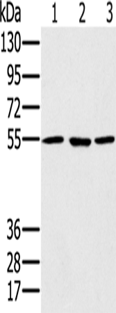 PSMC1 Polyclonal Antibody (E-AB-11500)
