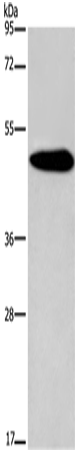 KCNG2 Polyclonal Antibody (E-AB-13355)