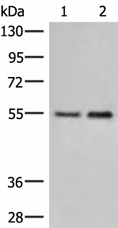 HTRA4 Polyclonal Antibody (E-AB-18098)