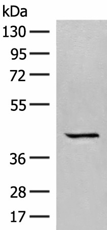 GPR62 Polyclonal Antibody (E-AB-19943)