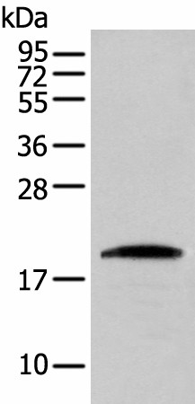 CNPY2 Polyclonal Antibody (E-AB-52311)