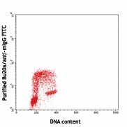 Purified anti-BrdU Antibody (339801)