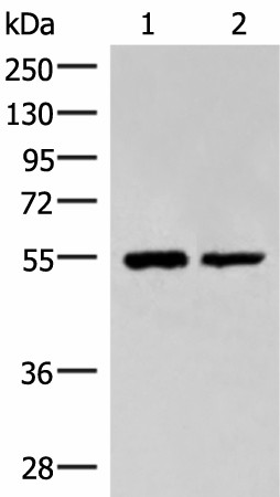 RUVBL1 Polyclonal Antibody (E-AB-18725)