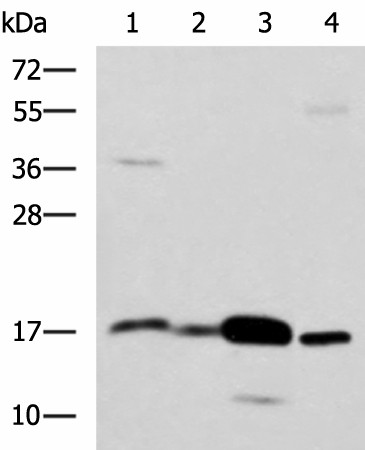 ZG16 Polyclonal Antibody (E-AB-53054)