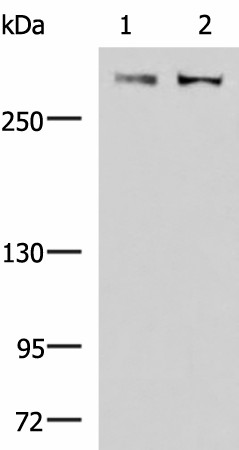 FLNC Polyclonal Antibody (E-AB-19875)
