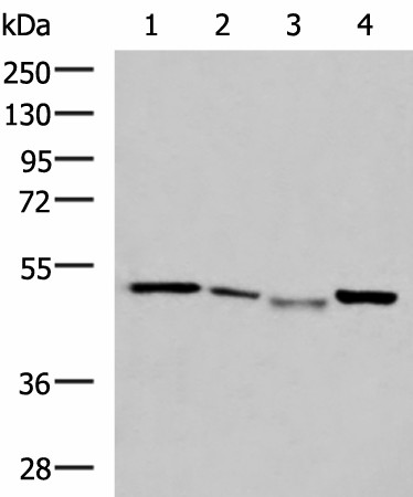 NFS1 Polyclonal Antibody (E-AB-53070)