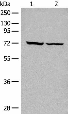 DDX59 Polyclonal Antibody (E-AB-18654)