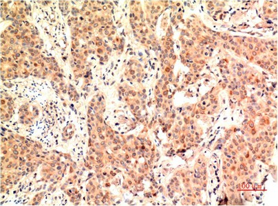 ERK 1 Monoclonal Antibody (E-AB-22245)