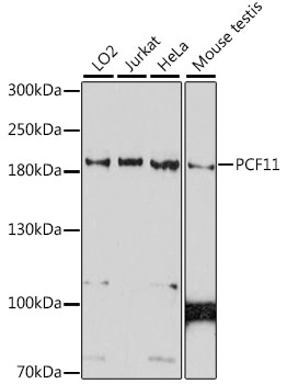 PCF11 Polyclonal Antibody (E-AB-91567)