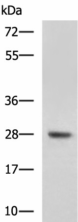 DHRS2 Polyclonal Antibody (E-AB-53124)