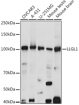 LLGL1 Polyclonal Antibody (E-AB-92197)