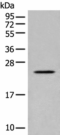 CARD16 Polyclonal Antibody (E-AB-17810)