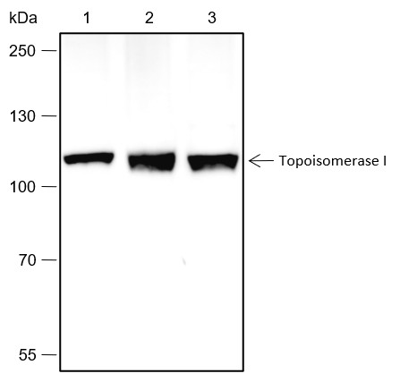 Recombinant Topoisomerase I Monoclonal Antibody (AN301767L)