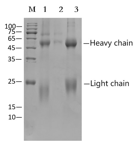Protein A/G Affinity Agarose (EA-IP-007)