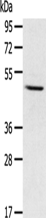 CYP1A1 Polyclonal Antibody (E-AB-14029)