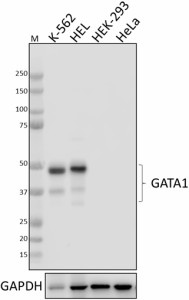 Purified anti-GATA1 Antibody (939101)