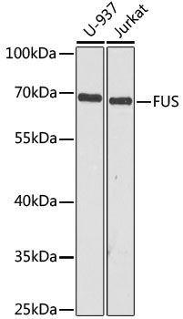 FUS Polyclonal Antibody (E-AB-93352)