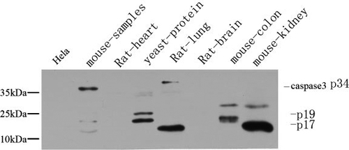 Cleaved-CASP3 p17 (D175) Polyclonal Antibody (E-AB-30004)
