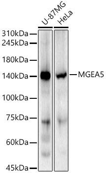 MGEA5 Polyclonal Antibody (E-AB-92933)