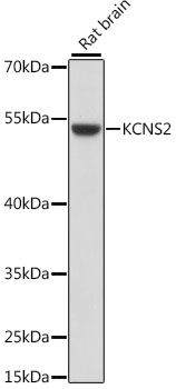 KCNS2 Polyclonal Antibody (E-AB-66534)