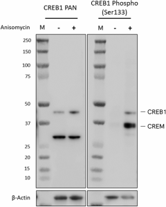 Purified anti-CREB1 Phospho (Ser133) Antibody (632551)