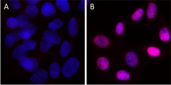 Purified anti-JunB Antibody (600451)