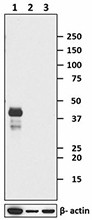 Purified anti-Nanog Antibody (674001)