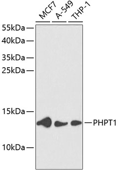 PHPT1 Polyclonal Antibody (E-AB-66107)