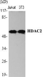 HDAC2 Polyclonal Antibody (E-AB-31644)