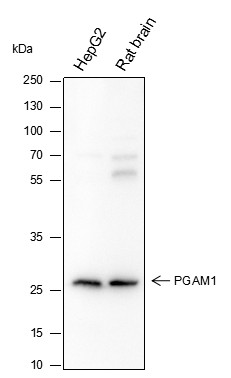 Recombinant PGAM1 Monoclonal Antibody (AN301626L)