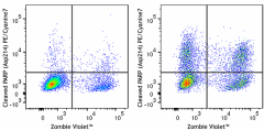PE/Cyanine7 anti-Cleaved PARP (Asp214) Recombinant Antibody (669907)