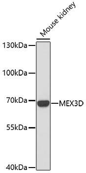 MEX3D Polyclonal Antibody (E-AB-67094)