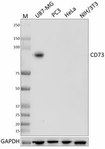 Purified anti-CD73 Antibody (614951)