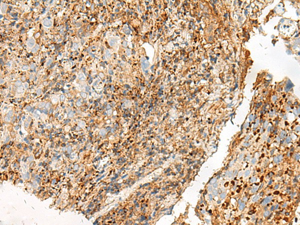 GPR27 Polyclonal Antibody (E-AB-18032)