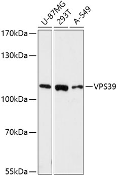 VPS39 Polyclonal Antibody (E-AB-64445)
