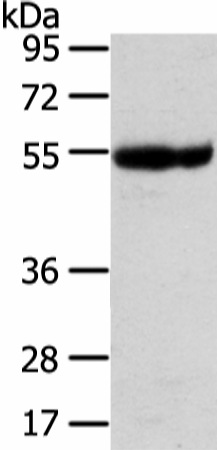 UBAP1 Polyclonal Antibody (E-AB-17186)