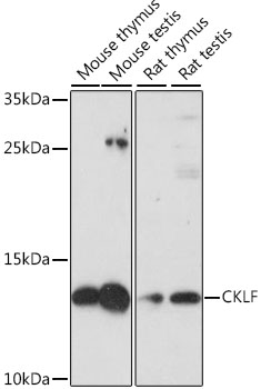 CKLF Polyclonal Antibody (E-AB-66842)
