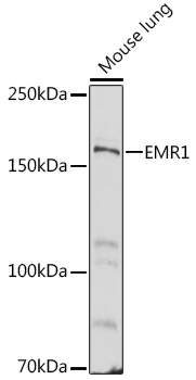 EMR1 Polyclonal Antibody (E-AB-93084)