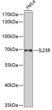 IL23R Polyclonal Antibody (E-AB-66699)