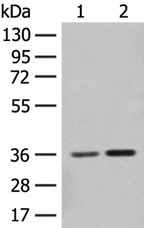 SLC25A27 Polyclonal Antibody (E-AB-17920)