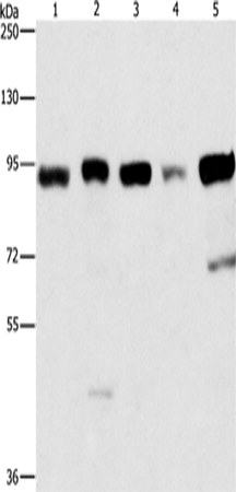 IMMT Polyclonal Antibody (E-AB-10395)