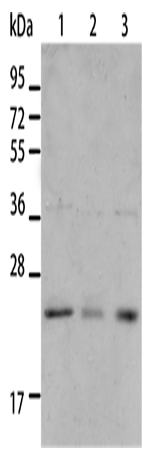 BNIP1 Polyclonal Antibody (E-AB-10097)