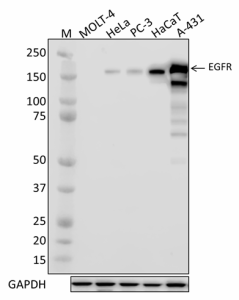 Purified anti-EGFR Antibody (933901)