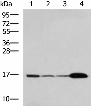 UBE2N Polyclonal Antibody (E-AB-53571)