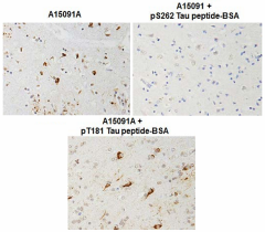 Purified anti-Tau Phospho (Ser262) Antibody (849501)
