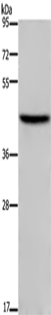 TFDP1 Polyclonal Antibody (E-AB-11165)