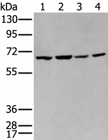 IGF2BP3 Polyclonal Antibody (E-AB-19509)